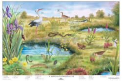 Stiefel A mocsár életközössége (1403142)