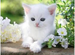 Ravensburger 12000706 - Fehér cica - 1500 db-os puzzle (12000706)