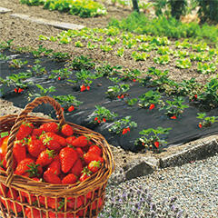 Nortene Talajtakaró eperfólia Fresafilm (1.4x10 méter) fekete (100050)