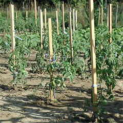  Akáckaró 22x22 mm - 150 cm magas (140188)