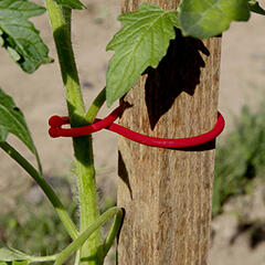 NORTENE Műanyag növénykapocs, paradicsom kötöző, TomatoClips (25 db) piros (2017726)