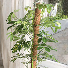 NORTENE Coco természetes kókuszkaró, növénykaró kókuszból (100 cm) (140702)