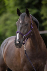 KERBL Hippo kötőfék, padlizsán, shetland (KR3222136)