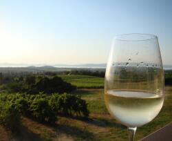  Borkurzus | 6 Boros Kóstolóval és Hidegtállal | Katona Borház balatonboglári pince