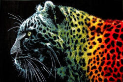 Kolibri Covor Leopard Negru 11016-180, Marime 80 x 150 cm, Multicolor, Inaltime Fir 9 mm, Antialergic, Polipropilena, Living, Dormitor, Sufragerie, Birou Covor