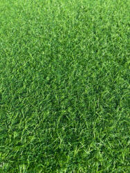 LEISURE Gazon Artificial, Lungime Fir 15 mm, Latime 2m, Marime 200 x 1400 cm, Verde, Imitatie Gazon Natural, Antialergic, Polipropilena, Curte, Terasa, Balcon, Piscina, Loc de Joaca, Gradinita (GAZON LEISURE  Covor