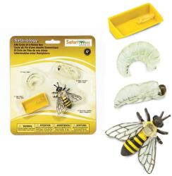 Safari Ltd Safari® Ciclu de viață al albinei melifere (S622716) Figurina