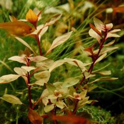 INVITAL Ludwigia palustris (IN-VITRO pohár Ø 7 cm)