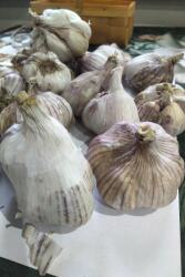  fokhagyma lengyel Harnaś friss 1 kg 2025-ös szüret