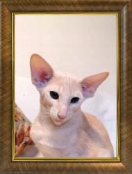 Marek & Darek Klasszikus képkeret falra és asztalra, 13x18 cm, Arany színű, Garden (5904996596538)