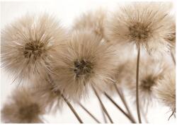 Wallarena Fotótapéta Pipacs Virág Boho Természet Nappali Hálószoba Vászon 300x210 (FOTOTAPETA NA ŚCIANĘ 16142VX6)