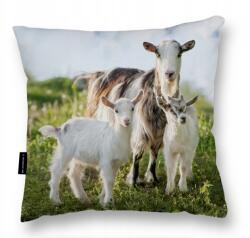  Párna 40X40 Kecske nagy puha alvó boglárka dekoratív párna (Poduszka z kozami 40x40 miękka do spania)