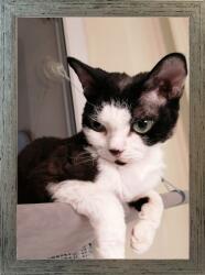 Marek & Darek Klasszikus képkeret falra és elhelyezésre 15x21 fa (5904996595524)