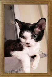 Marek & Darek Fényképtartó Keret 15X23 CM, Akasztható És Állítható, 15 MM Fa (5904996593315)