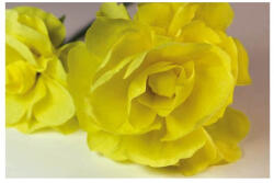 PD Krepp-papír 200x50 cm citromsárga (03)