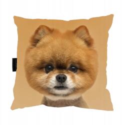  Pomerániai Kutyapárna kutya tökéletes ajándék (P2Dpomeranian)