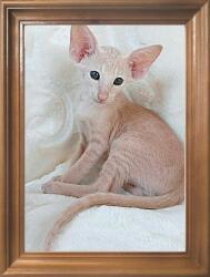 Marek & Darek Klasszikus képkeret falra és asztalra, 15x21 cm, fa, barna (5904996596910)