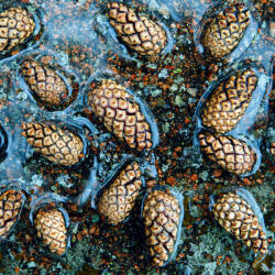  Prémium illatolaj - fenyőtoboz és méz, 50 ml