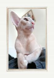  Kész Keret Állítható És Akasztható Fából 15X23 30 MM (5904996590079)