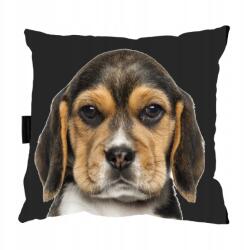  Beagle Kutyapárna Alváshoz, Ajándék (Poduszka z psem BEAGLE biglem do spania)