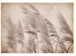 Wallarena Boho Pampas Fű Fotótapéta Hálószoba Nappali Falikép 368x254 (Fototapeta Do Salonu Sypialni 14553V8)