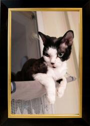 Marek & Darek Fényképtartó Keret Falra Akasztható És Álló 20x30 Fa 28 mm (5904996596835)