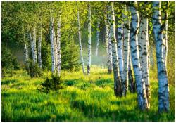 Wallarena Fotótapéta Napsütéses Erdő Nyírfák Fák Természet Zöld Mező Retró 300x210 (FOTOTAPETA NA ŚCIANĘ 14174VXV6)