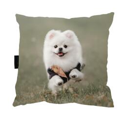  Pomeranian Kutyapárna 40x40 Ajándék (PODUSZKA Z PSEM POMERANIANEM szpic 40x40)