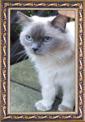 Marek & Darek Klasszikus képkeret falra és elhelyezésre 15x21 (5904996596781)