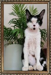 Marek & Darek Kész képkeret, álló és függő, 15mm fa, 20x30, ezüst (5904996596811)