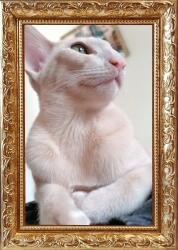 Marek & Darek Village Kész Keret Állításhoz Vagy Akasztáshoz 15X21 30 MM (5904996590291)