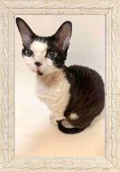 Marek & Darek Fotókeret Álló És Akasztható 10x15 India 15 MM (5904996592868)