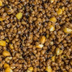 LK Baits Iq Method Feeder Partikl Mix Főtt 1kg (8595602016150)