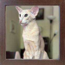 Marek & Darek Kész Keret Állításhoz Vagy Akasztáshoz 20X20 2cm fa wenge (5904996593216)