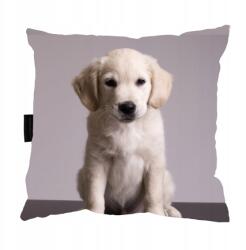  Labrador Kutyapárna Piskóta tökéletes ajándék (Poduszka z psem Labrador biszkoptowy)