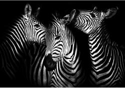 DEGRETS Fotótapéta DEGRETS 83424 Zebrák, 184x254cm (83424)