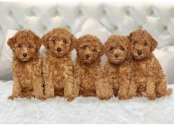 DEGRETS Fotótapéta DEGRETS 84508, Igaz barátok, 136x194cm (84508)