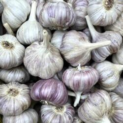 Friss Fokhagyma Nagy fejek 10db