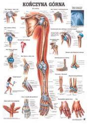 Rüdiger-Anatomie Anatómiai Tábla Laminált Felső Végtag (Tablica anatomiczna laminowana KOŃCZYNA)