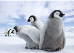 DEGRETS Fotótapéta DEGRETS 83693 Pingvinek, 184x254cm (83693)