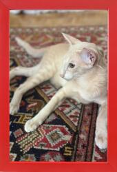 Marek & Darek Kész képkeret, álló és akasztható, 15 piros fa, 15x23 cm (5904996596897)