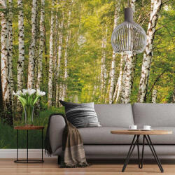 Komar Nyírfa erdő fotótapéta