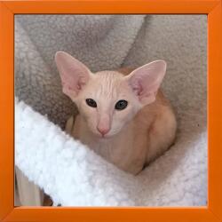 Marek & Darek Fotókeret 15X15 Fa Kpl Narancssárga (5904996596170)