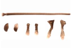 Savage Gear Javítókészlet Savage Gear Lb 3D Rad Patkány Main (55181)