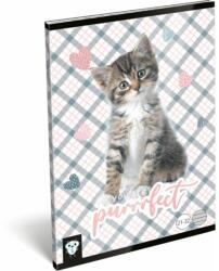 Lizzy Card Füzet tűzött A/5 vonalas 21-32 Kis Bagoly Purrrfect (22979246)