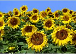 DEGRETS Fotótapéta DEGRETS 83449 Napraforgók közelről, 254x368cm (83449)