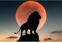  Lion King Poszter, 61x90cm, poster770, Többszínű (poster770-7777777777777786369)