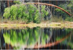 A tóban tükröződő fa vászon szimmetriája, 80x50 cm, tabloucanvas952, többszínű (tabloucanvas952/50x80cm)