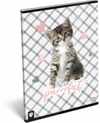 Lizzy Card Füzet tűzött A/4 vonalas 81-32 Kis Bagoly Purrrfect (22977246)