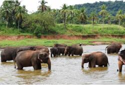  Vászonfestmény Vadvilág Thaiföldön, 80x50cm, vászonfestmény740, Többszínű (tabloucanvas740/50x80cm)